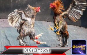 Đá Gà Campuchia