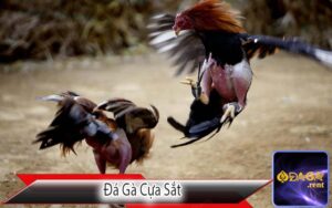 Đá Gà Cựa Sắt