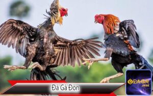 Đá Gà Đòn
