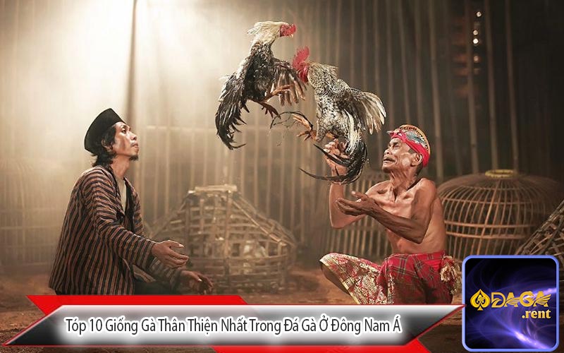 Tóp 10 Giống Gà Thân Thiện Nhất Trong Đá Gà Ở Đông Nam Á